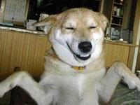 Smiling dog